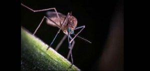 Zanzare: scoperto un meccanismo che regola lo stimolo a pungere