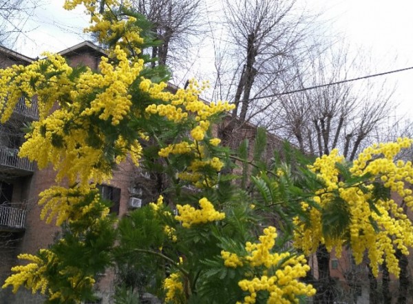 Smog e temperatura più alta di 3,9 gradi, mimose e prati già in fiore