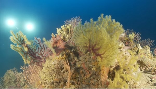 Colori profondi del Mediterraneo. Mostra fotografica