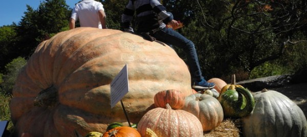 Volete Halloween l&#039;Italia è una grande esportatrice di zucche