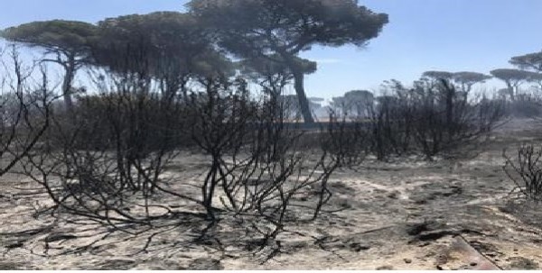 Giornata degli Alberi, un terzo della Penisola coperta da boschi