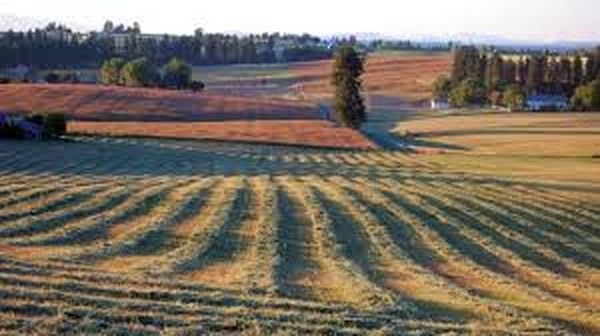 Agricoltura - Dario Stefàno, «Via maestra per ricucire gap tra nord e sud»