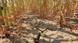 Economia agricola  - Olio e pomodori tra problemi di siccità e mercato