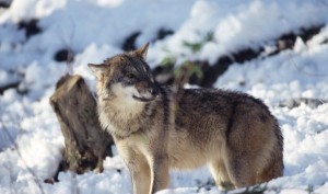 Sul Gran Sasso allarme per incroci lupo-cane, arriva un piano di difesa della specie