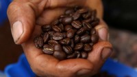 Caffé latinoamericano a rischio a causa del riscaldamento globale