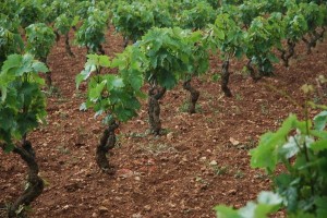 Vino- Stefàno (misto), «Rilevazione dati export ripropone discrasia a danno del sud»