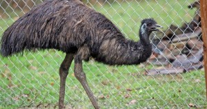 Cuneo Servizio di Vigilanza della Provincia recupera un esemplare di emù