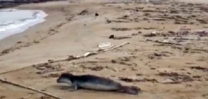 Foca monaca nel mare del Salento: subito una grande area marina protetta in questa parte di Basso Adriatico