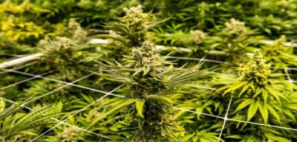 Cassazione penale Sezioni Unite: vietata la vendita dei prodotti derivati dalla Cannabis