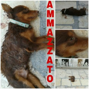 San Giorgio Jonico (Taranto) – Getta nel canile il suo cane per liberarsene e…l’ammazza