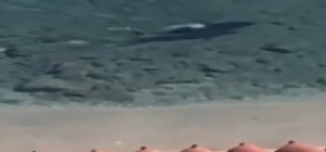 Ambiente. La natura riguadagna i suoi spazi: squalo nuota davanti la spiaggia - VIDEO