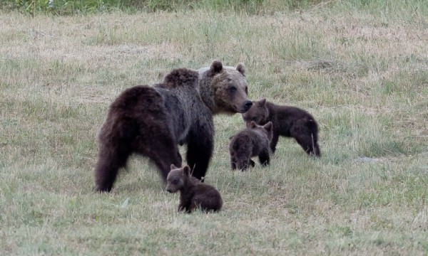 L&#039;orsa Amarena con i suoi cuccioli  