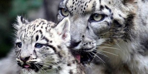 Leopardo delle nevi a rischio, ne restano appena 4mila