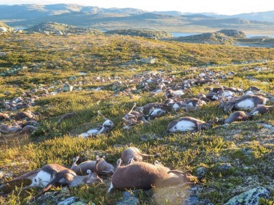 Renne si stringono per il temporale, fulmine ne uccide 300