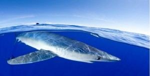 Pesca: WWF, aumento inaccettabile delle quote per il tonno rosso