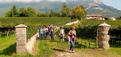 Legge Bilancio - Stefàno, «Norma su Enoturismo è realtà»