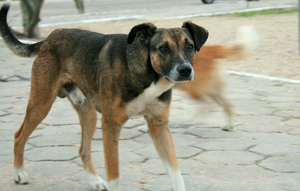 Roccaforzata (Taranto) Il Meetup chiede al Comune numi sul servizio gestione dei cani randagi