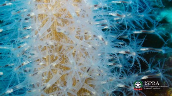 A Cagliari la mostra fotografica ISPRA &quot;Colori profondi del Mediterraneo&quot;