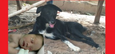 Eroi a 4 zampe - Madre sotterra vivo il figlio appena nato, un cane lo ritrova e lo salva