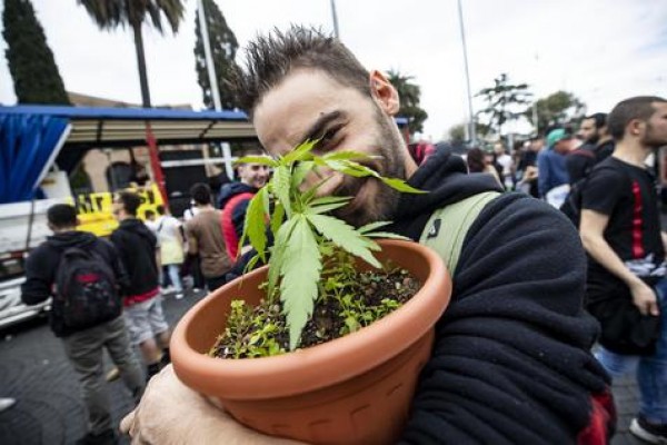 Autorizan el cannabis doméstico en Italia. Sentencia histórica