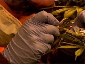 La «marijuana del colonnello» viaggio nella serra militare di Firenze che produce cannabis terapeutica