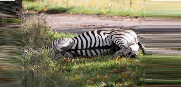 Crudeltà sugli animali, Zebra fugge dal circo ma viene abbattuta