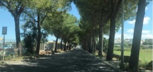 Grottaglie (Taranto) - Art1 chiede il blocco degli abbattimenti dei pini senza consulto di esperti