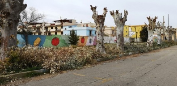 Palagiano (Taranto) Continua lo scempio del verde pubblico, nell’indifferenza di tutti!