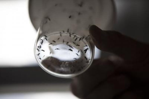 Zika potrebbe colpire anche cellule del cervello degli adulti
