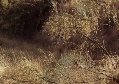 Autunno