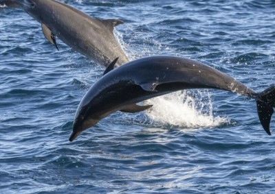  Delfini