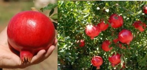 Masseria Fruttirossi a Marconia “Nuove Opportunità per l’Agroalimentare i frutti della Salute”