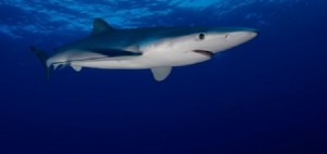 Specie a rischio nel mediterraneo: WWF, parte da Monopoli la salvezza per gli squali