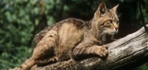 Australia, specie aliene a rischio? Proposta shock uccidere due milioni di gatti entro il 2020
