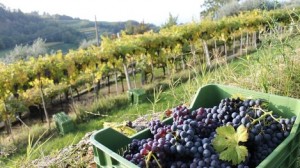 Las uvas con las que se produce el vino Valpolicella en el Véneto