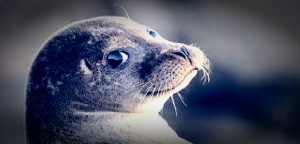 Cucciolo di foca monaca “salentina”. Arriva il comunicato dell’ISPRA: “Iniziate le analisi dei patologi veterinari&quot;
