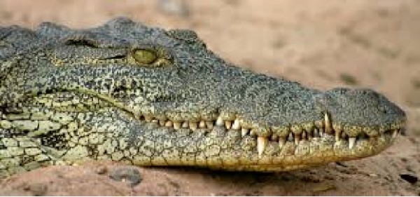 Animali in cattività, raro coccodrillo viene ucciso nello zoo perché aveva morso una dipendente.