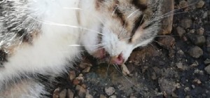 Strage di gatti al cimitero di Lecce