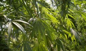 Cannabis: adottato il testo della legge, ma la maggioranza si spacca