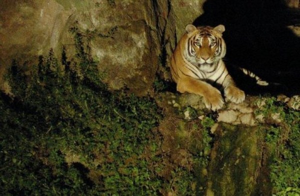 Roma - A settembre tornano i Safari notturni del Bioparco