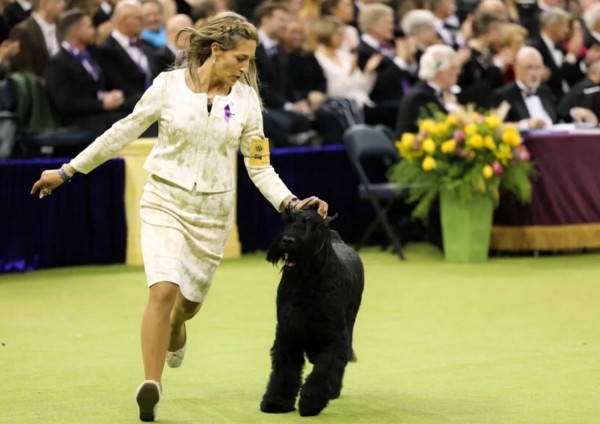  Monty, uno schnauzer gigante, vincitore del Best in Show, e la sua proprietaria Katie Bernardin durante la 149a mostra canina annuale del Westminster Kennel Club al Madison Square Garden di New York City l&#039;11 febbraio 2025