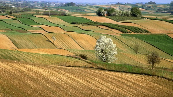 Puglia, Agricoltura: Stefàno, «Serve cambio di passo. A rischio sopravvivenza del sistema»