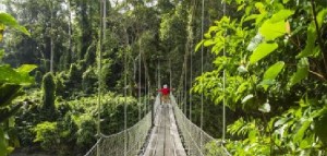 La scomparsa della Foresta del Borneo ad opera dell’uomo in un  libro di fotografie di Laura Frasca