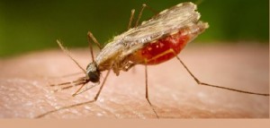 Taranto – Sulla vicenda della malaria interrogazione di Vico, e intervento di Gianni Tonelli della Sap