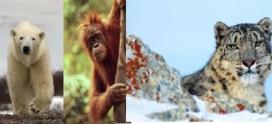 Animali, WWF: otto specie che adottano da sempre la nuova distanza sociale