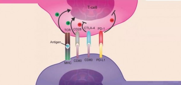 Tumore seno, Roche: Ema approva Atezolizumab in associazione chemioterapia