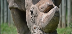 La morte dell&#039;ultimo rinoceronte bianco è una pessima notizia per l&#039;umanità