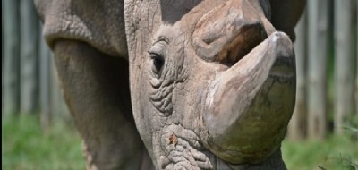 La morte dell&#039;ultimo rinoceronte bianco è una pessima notizia per l&#039;umanità