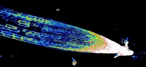 Apice radicale di Arabidopsis thaliana esprimente la sonda fluorescente per il calcio Cameleon. Immagine acquisita al microscopio multifotone @ UNITECH NOLIMITS
