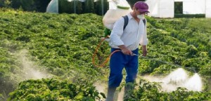 Oltre l&#039;80% della superficie agricola europea contiene pesticidi